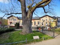 Pomnik Przyrody - Jesion Wyniosły