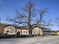 Pomnik Przyrody - Jesion Wyniosły