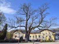 Pomnik Przyrody - Jesion Wyniosły