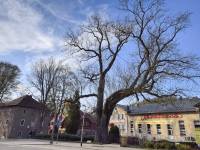 Pomnik Przyrody - Jesion Wyniosły