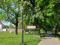 Aleja Kasztanowców Zwyczajnych w Lubinie