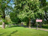 Aleja Kasztanowców Zwyczajnych w Lubinie