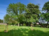 Aleja Kasztanowców Zwyczajnych w Lubinie