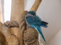 Papugarnia Egzotyczne Zakopane