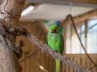 Papugarnia Egzotyczne Zakopane