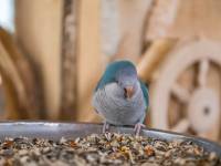 Papugarnia Egzotyczne Zakopane