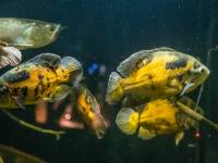 Akwanarium Podwodny Świat Zakopane