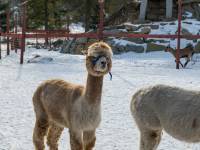 Tatrzańskie ZOO Zakopane - Bagno Shreka