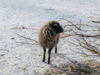 Tatrzańskie ZOO Zakopane - Bagno Shreka