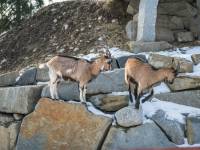 Tatrzańskie ZOO Zakopane - Bagno Shreka