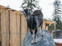 Tatrzańskie ZOO Zakopane - Bagno Shreka