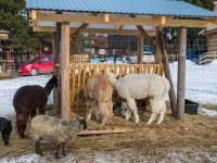 Tatrzańskie ZOO Zakopane - Bagno Shreka