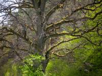 Ścieżka przyrodnicza Trojan