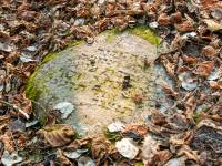 Cmentarz żydowski w Drohiczynie