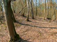 Cmentarz żydowski w Drohiczynie