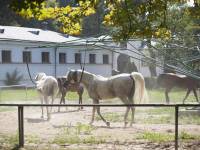 Janów Podlaski z koni słynący