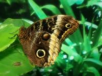 MOTYLARNIA PORT WŁADYSŁAWOWO