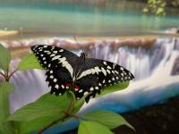 MOTYLARNIA PORT WŁADYSŁAWOWO