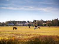 Stadnina Ta Merij Arabians nad Bugiem