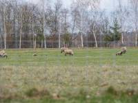 Zwierzyniec Bałtowski