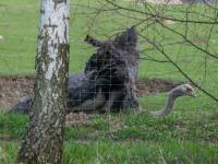 Zwierzyniec Bałtowski