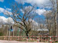 Dąb Bartek w Zagnańsku