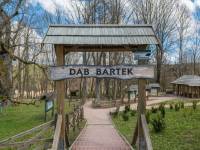 Dąb Bartek w Zagnańsku