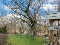 Dąb Bartek w Zagnańsku