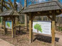 Dąb Bartek w Zagnańsku