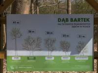 Dąb Bartek w Zagnańsku