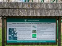 Dąb Bartek w Zagnańsku