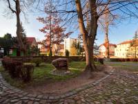 Dąb Otton w Kamieniu Pomorskim