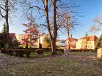 Dąb Otton w Kamieniu Pomorskim