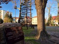 Dąb Otton w Kamieniu Pomorskim