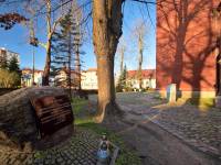 Dąb Otton w Kamieniu Pomorskim