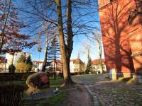 Dąb Otton w Kamieniu Pomorskim