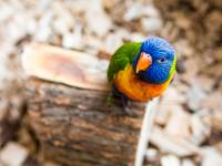 Papugarnia Egzotyczne Zakopane 