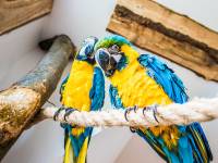 Papugarnia Egzotyczne Zakopane 