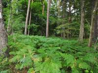 Ścieżka Przyrodniczo - Leśna 