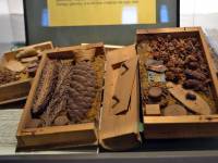 Muzeum Nadwiślańskie / Oddział Przyrodniczy