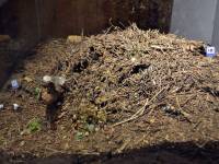 Muzeum Nadwiślańskie / Oddział Przyrodniczy