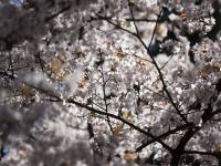 Ogród Botaniczny UMCS