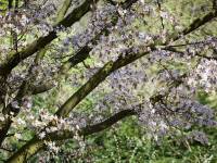 Ogród Botaniczny UMCS