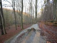 Rezerwat Kępa Redłowska