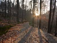 Rezerwat Kępa Redłowska