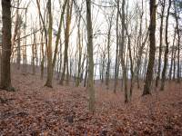 Rezerwat Kępa Redłowska