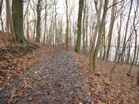 Rezerwat Kępa Redłowska