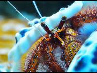 Oceanarium w Pobierowie