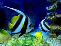 Oceanarium w Pobierowie