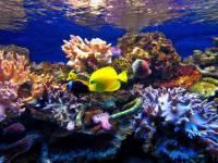 Oceanarium w Pobierowie